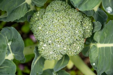 Bahçede sağlıklı sebzeler yetişiyor, taze yeşil brokoli lahanası su damlalarıyla kaplanıyor.