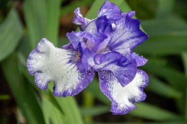 Leylak mavisi beyaz süsen çiçekleri, Fransa 'nın güneyinde, Provence' de bahar çiçekleri, doğa bahçesi arka planı.