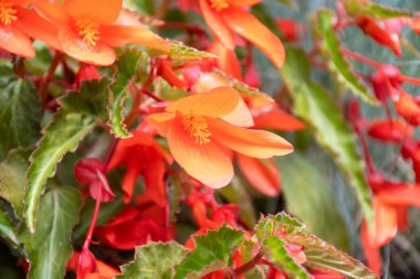 Asılı Şelale Pembesi ve Kırmızı Begonya çiçekleri rengarenk çan şeklinde çiçekler