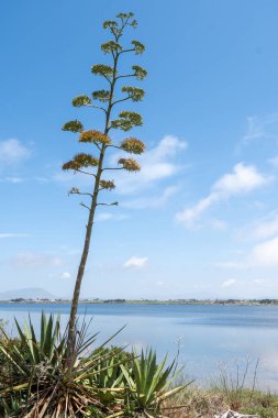 Agave americana 'nın çiçek sapları, ya da yüzyıl bitkisi, ya da kuşkonmaz familyasına ait Amerikan aloe çiçekli bitki türleri, doğa