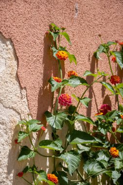 Lantana Camara 'nın çiçeği, güneşli bir günde Marsala yakınlarında Sicilya' daki Monza Adası 'ndaki Verbena ailesinde çiçek açan bitki türü.