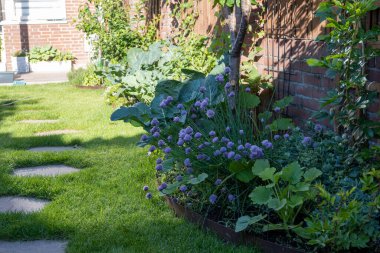 Botanik koleksiyonu, yenilebilir menekşe çiçeği, tıbbi, süs bahçesi Alllium, soğan soğanı, sebze bahçesi.
