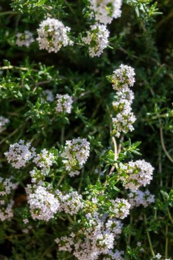 Pembe aromalı bahar çiçeği. Mutfak bitkisi kekik bahçeye yakın.