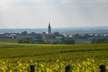 Mayıs 'ta Grand Cru üzüm bağları, Pinot noir ve Meunier üzümleri, Bouzy yakınlarında şampanya, Fransa' da sıralanmış üzüm bağları, kilise manzarası...