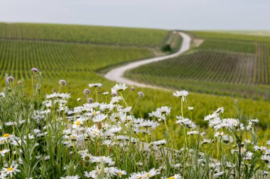 Bahar çiçekleri yeşil başbakan ve Grand Cru üzüm bağları, Lal de Livre 'de sıralanmış Pinot noir ve meunier üzümleri, Fransa' da Mayıs ayında şampanya, sıralanmış üzüm bağları