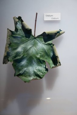 Üzüm yaprakları örnekleri hastalık veya sorunlar, Erysiphaceae Oidium sporunda Oidium cinsi, bir tür mantar sporu Oidium, vitrindeki üzüm hastalığı