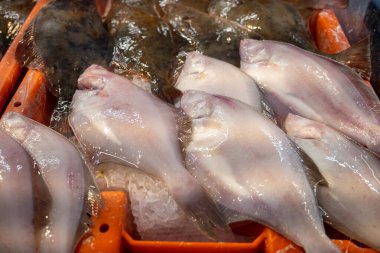 Oostende, Kuzey Denizi, Belçika 'da günün avı. Taze turbot, bot, bitkisel balıklar yakın plan.