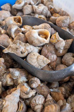 Günün avı Oostende, Kuzey Denizi, Belçika 'da, taze Rapa yumuşakçaları deniz kabukları yiyerek geçiyor.