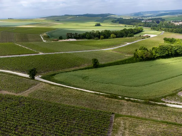 Yeşil başbakan ve Grand Cru üzüm bağları, Lal de Livre 'deki Pinot Noir ve Meunier üzümleri, Mayıs' ta Champagne, Fransa 'da sıralanmış üzüm bağları,