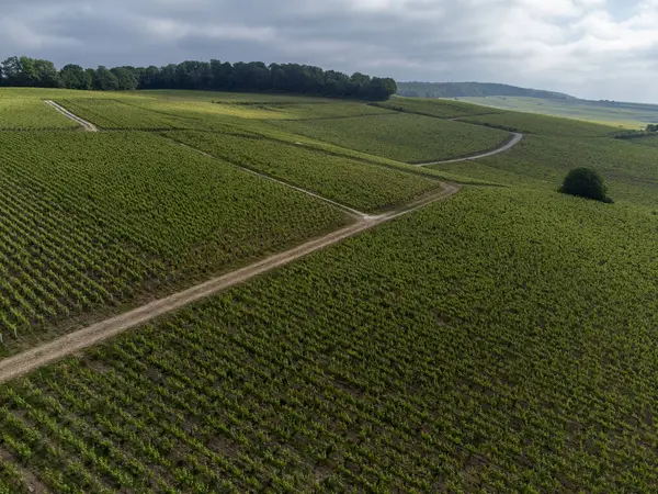 Yeşil başbakan ve Grand Cru üzüm bağları, Lal de Livre 'deki Pinot Noir ve Meunier üzümleri, Mayıs' ta Champagne, Fransa 'da sıralanmış üzüm bağları,