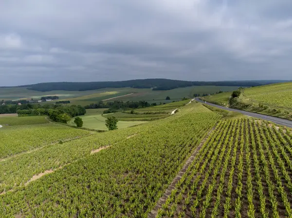 Yeşil başbakan ve Grand Cru üzüm bağları, Lal de Livre 'deki Pinot Noir ve Meunier üzümleri, Mayıs' ta Champagne, Fransa 'da sıralanmış üzüm bağları,