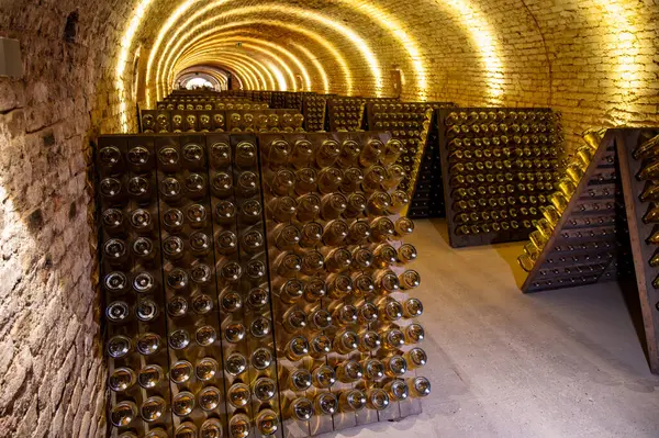 Derin ve uzun yeraltı mağaralarındaki raflarda şişeler şarap ve siyah üzümlerden şampanya yapıyor Reims, Champagne, Fransa 'da