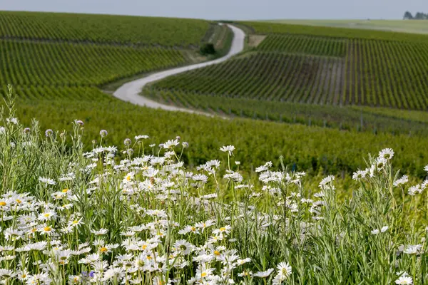 Bahar çiçekleri yeşil başbakan ve Grand Cru üzüm bağları, Lal de Livre 'de sıralanmış Pinot noir ve meunier üzümleri, Fransa' da Mayıs ayında şampanya, sıralanmış üzüm bağları