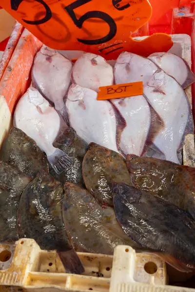 Oostende, Kuzey Denizi, Belçika 'da günün avı. Taze turbot, bot, bitkisel balıklar yakın plan.
