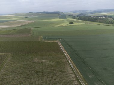 Yeşil başbakan ve Grand Cru üzüm bağları, Lal de Livre 'deki Pinot Noir ve Meunier üzümleri, Mayıs' ta Champagne, Fransa 'da sıralanmış üzüm bağları,