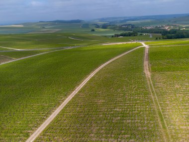 Yeşil başbakan ve Grand Cru üzüm bağları, Lal de Livre 'deki Pinot Noir ve Meunier üzümleri, Mayıs' ta Champagne, Fransa 'da sıralanmış üzüm bağları,