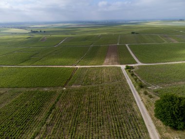 Yeşil başbakan ve Grand Cru üzüm bağları, Lal de Livre 'deki Pinot Noir ve Meunier üzümleri, Mayıs' ta Champagne, Fransa 'da sıralanmış üzüm bağları,
