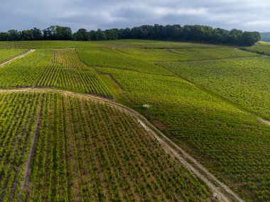 Yeşil başbakan ve Grand Cru üzüm bağları, Lal de Livre 'deki Pinot Noir ve Meunier üzümleri, Mayıs' ta Champagne, Fransa 'da sıralanmış üzüm bağları,