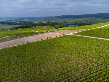 Yeşil başbakan ve Grand Cru üzüm bağları, Lal de Livre 'deki Pinot Noir ve Meunier üzümleri, Mayıs' ta Champagne, Fransa 'da sıralanmış üzüm bağları,