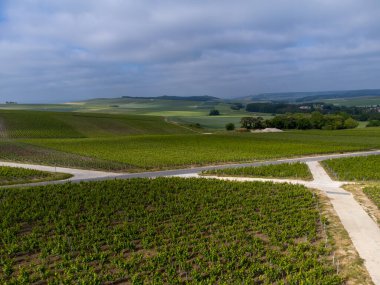 Yeşil başbakan ve Grand Cru üzüm bağları, Lal de Livre 'deki Pinot Noir ve Meunier üzümleri, Mayıs' ta Champagne, Fransa 'da sıralanmış üzüm bağları,