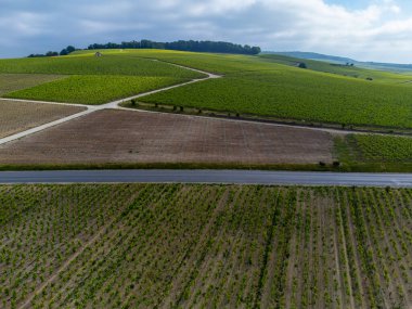 Yeşil başbakan ve Grand Cru üzüm bağları, Lal de Livre 'deki Pinot Noir ve Meunier üzümleri, Mayıs' ta Champagne, Fransa 'da sıralanmış üzüm bağları,