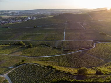 Şampanyalı Ay-Champange, Vallee de la Marne köyü yakınlarındaki Grand Cru tepe üzüm bağlarında yetişen pinot noir üzümlerinin hava manzarası, Fransa 'nın şampanya bölgesi, sıra sıra üzüm bitkileri, günbatımı