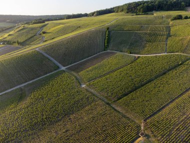Şampanyalı Ay-Champange, Vallee de la Marne köyü yakınlarındaki Grand Cru tepe üzüm bağlarında yetişen pinot noir üzümlerinin hava manzarası, Fransa 'nın şampanya bölgesi, sıra sıra üzüm bitkileri, günbatımı
