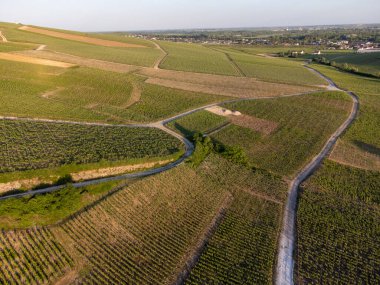 Şampanyalı Ay-Champange, Vallee de la Marne köyü yakınlarındaki Grand Cru tepe üzüm bağlarında yetişen pinot noir üzümlerinin hava manzarası, Fransa 'nın şampanya bölgesi, sıra sıra üzüm bitkileri, günbatımı