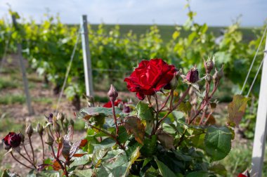 Yeşil başbakan ve Grand Cru üzüm bağları, Lal de Livre, Champagne, Fransa 'daki Pinot Noir ve Meunier üzümleri, arka planda sıralanmış üzüm bağları