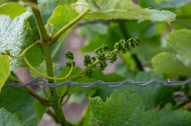 Baharın sonlarında, Lal de Livre, Champagne, Fransa 'da başbakan ve Grand Cru üzüm bağları, Pinot noir ve meunier üzümleri, genç üzümler kapanır