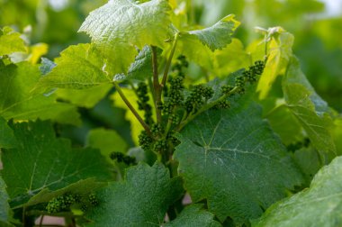 Baharın sonlarında, Lal de Livre, Champagne, Fransa 'da başbakan ve Grand Cru üzüm bağları, Pinot noir ve meunier üzümleri, genç üzümler kapanır