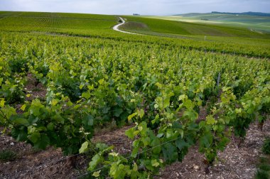 Yeşil başbakan ve Grand Cru üzüm bağları, Lal de Livre, Champagne, Fransa 'daki Pinot Noir ve Meunier üzümleri, arka planda sıralanmış üzüm bağları