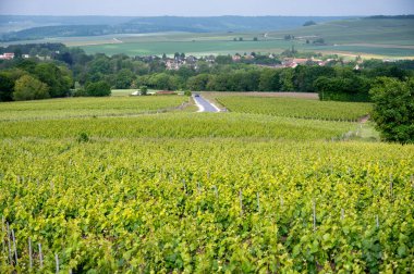 Yeşil başbakan ve Grand Cru üzüm bağları, Lal de Livre, Champagne, Fransa 'daki Pinot Noir ve Meunier üzümleri, arka planda sıralanmış üzüm bağları