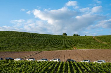 Grand Cru Hill üzüm bağlarında yetişen Pinot Noir üzümlerinin görüntüsü. Ay-Champange köyü, Vallee de la Marne, Fransa 'nın Şampanya bölgesi, bir sıra yeşil üzüm bitkisi.