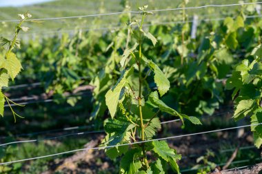 Ay-Champange, Vallee de la Marne, Champagne District, Fransa, Pinot Noir üzüm bitkileri kasabası yakınlarındaki Grand Cru Hilly üzüm bağlarında büyüyen ve oluşmakta olan bir grup Pinot noir üzümü.