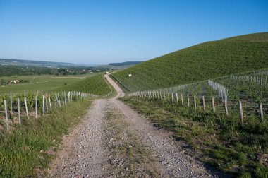 Ay-Champange köyü, Vallee de la Marne, Fransa 'nın Champagne bölgesi yakınlarındaki Grand Cru Hill üzüm bağlarında sabah güneşleri Pinot noir üzüm bitkileri
