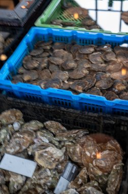 Zeeuwse creuse istiridyelerinin Zeeland, Yerseke, Hollanda 'daki deniz kabuğu yetiştirme çiftliğinde hasata hazır olduğu havuz ya da istiridye dolu su altı kutuları.