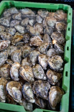 Zeeuwse creuse istiridyelerinin Zeeland, Yerseke, Hollanda 'daki deniz kabuğu yetiştirme çiftliğinde hasata hazır olduğu havuz ya da istiridye dolu su altı kutuları.