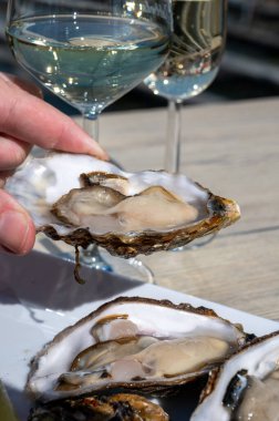 Yerseke 'de canlı istiridye, Oosterschelde, Zeeland, Hollanda' da taze Zeeuwse kremalı istiridye yemek ya da tatmak.