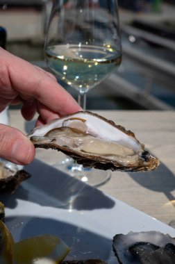 Yerseke 'de canlı istiridye, Oosterschelde, Zeeland, Hollanda' da taze Zeeuwse kremalı istiridye yemek ya da tatmak.