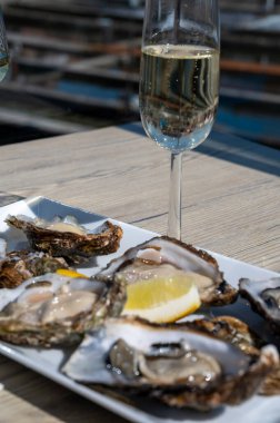 Yerseke 'de canlı istiridye, Oosterschelde, Zeeland, Hollanda' da taze Zeeuwse kremalı istiridye yemek ya da tatmak.