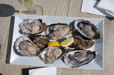 Yerseke 'de canlı istiridye, Oosterschelde, Zeeland, Hollanda' da taze Zeeuwse kremalı istiridye yemek ya da tatmak.