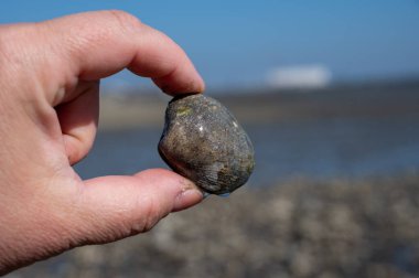 Oosterschelde 'de gelgit zamanı, çeşitli yabani deniz kabukları ve istiridyelerle dolu deniz dibi, Zeeland, Yerseke, Netherboys, vahşi deniz kabuğuyla el ele tutuşup yenmesine izin veriliyor.
