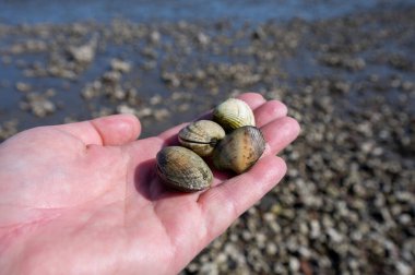Oosterschelde 'de gelgit zamanı, çeşitli yaban kabukları ve istiridyelerle dolu deniz dibi, Zeeland, Yerseke, Netherboys, vahşi canlı deniz kabuklarıyla el ele tutuşup yenebilir.