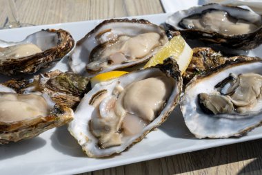 Yerseke 'de canlı istiridye, Oosterschelde, Zeeland, Hollanda' da taze Zeeuwse kremalı istiridye yemek ya da tatmak.