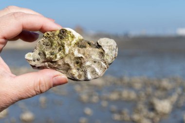 Oosterschelde 'de gelgit zamanı, çeşitli yabani deniz kabukları ve istiridyelerle dolu deniz dibi, Zeeland, Yerseke, Netherboys, vahşi deniz kabuğu istiridyesiyle el ele tutuşup yenebilir.