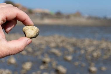 Oosterschelde 'de gelgit zamanı, çeşitli yabani deniz kabukları ve istiridyelerle dolu deniz dibi, Zeeland, Yerseke, Netherboys, vahşi deniz kabuğuyla el ele tutuşup yenmesine izin veriliyor.