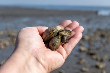 Oosterschelde 'de gelgit zamanı, çeşitli yaban kabukları ve istiridyelerle dolu deniz dibi, Zeeland, Yerseke, Netherboys, vahşi canlı deniz kabuklarıyla el ele tutuşup yenebilir.