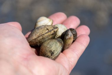 Oosterschelde 'de gelgit zamanı, çeşitli yaban kabukları ve istiridyelerle dolu deniz dibi, Zeeland, Yerseke, Netherboys, vahşi canlı deniz kabuklarıyla el ele tutuşup yenebilir.