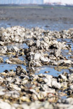 Oosterschelde 'de gelgit zamanı, çeşitli yaban kabukları ve istiridyelerle deniz dibi, Zeeland, Yerseke, Netherboys, doğal deniz ürünleri konsepti.